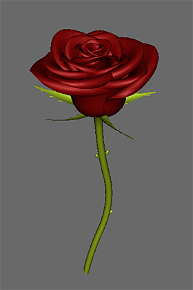 Red Rose 1