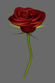 Red Rose