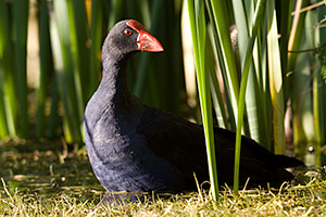 adult pukeko