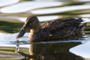 marsh crake