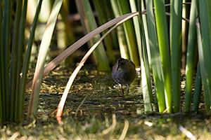 marsh crake