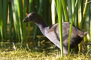 marsh crake