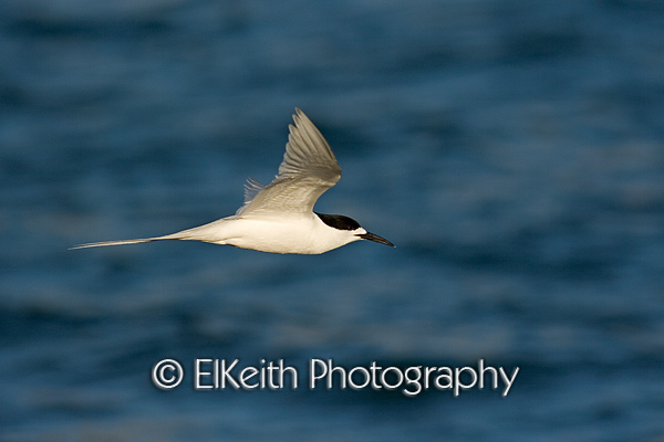 White Fronted Tern