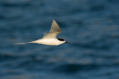 White Fronted Tern