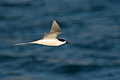 White Fronted Tern