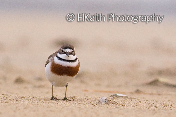 Banded Dotterel