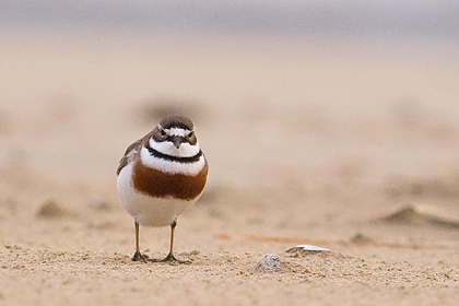 Banded Dotterel