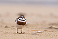 Banded Dotterel