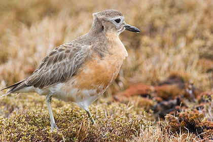 NZ Dotterel