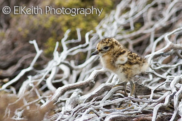 New Zealand Dotterel Chick