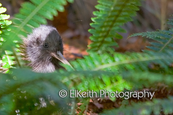Brown Kiwi in Ferns