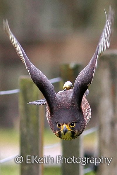 New Zealand Falcon in flight