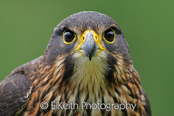 New Zealand Falcon