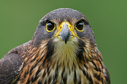 NZ Falcon