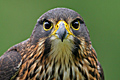 NZ Falcon
