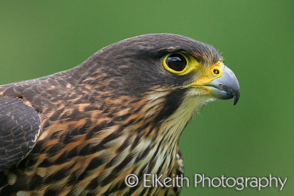 New Zealand Falcon Portrait