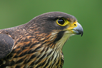 NZ Falcon