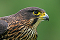 New Zealand Falcon Portrait