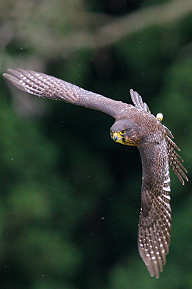 NZ Falcon