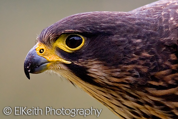New Zealand Falcon