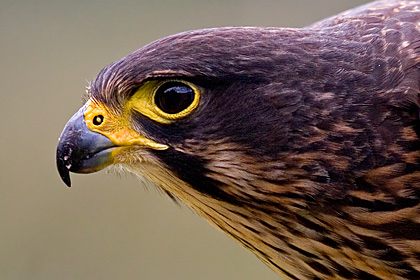 NZ Falcon