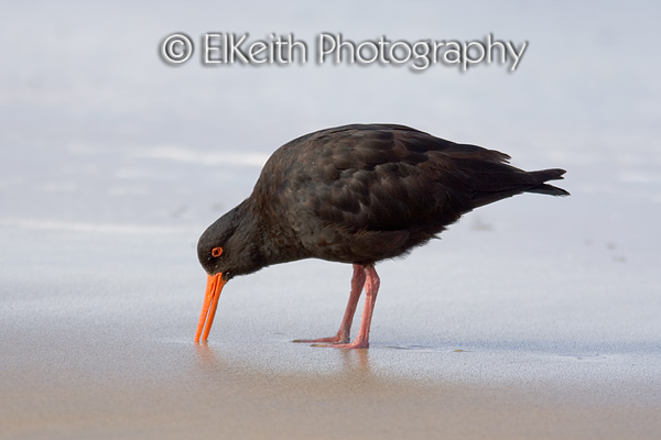 Variable Oystercatcher