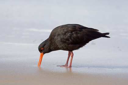 Variable Oystercatcher