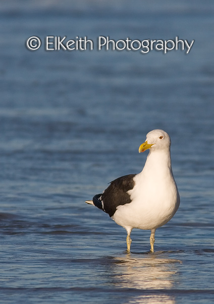 Black Backed Gull