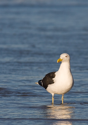 Black Backed Gull