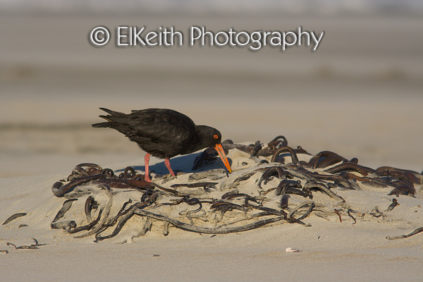 Variable Oystercatcher Foraging
