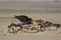 Variable Oystercatcher