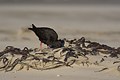 Variable Oystercatcher
