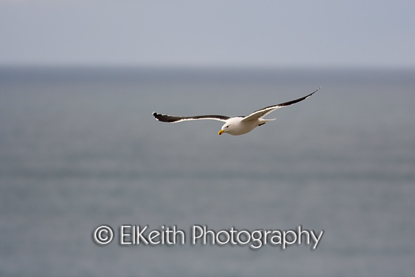 Black Backed Gull in flight