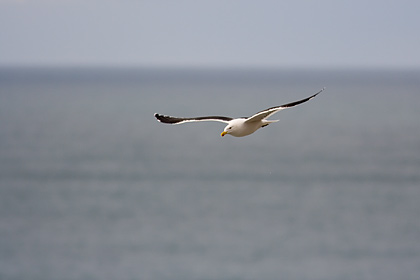 Black Backed Gull