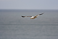 Black Backed Gull