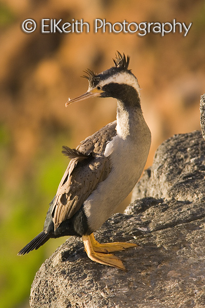 Juvenile Spotted Shag in Morning Light