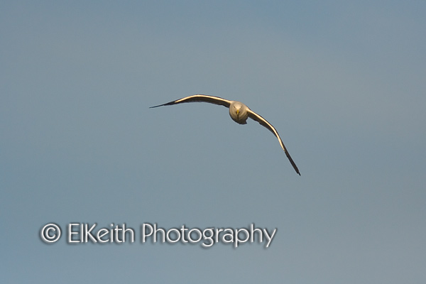 Black Backed Gull flying in morning light