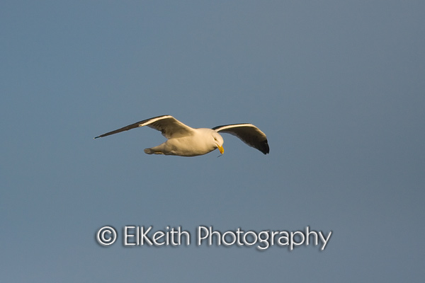 Black Backed Gull flying in morning light