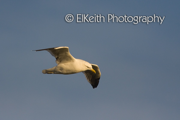 Black Backed Gull flying in morning light