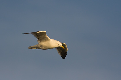 Black Backed Gull