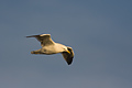 Black Backed Gull