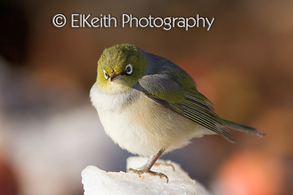 Silvereye Foraging in Winter Snow