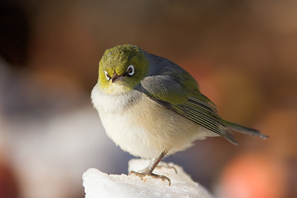 Silvereye