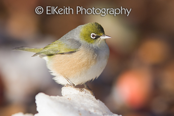 Silvereye Foraging in Winter Snow