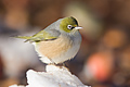Silvereye