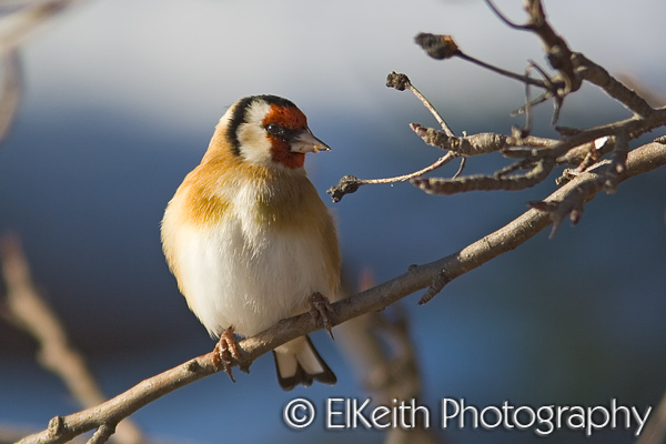 Goldfinch