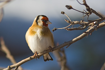 Goldfinch