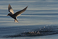 Black-Fronted Tern