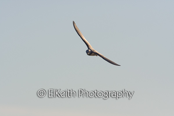 Black-Fronted Tern in Flight