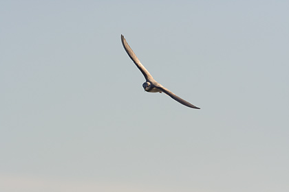 Black Fronted Tern